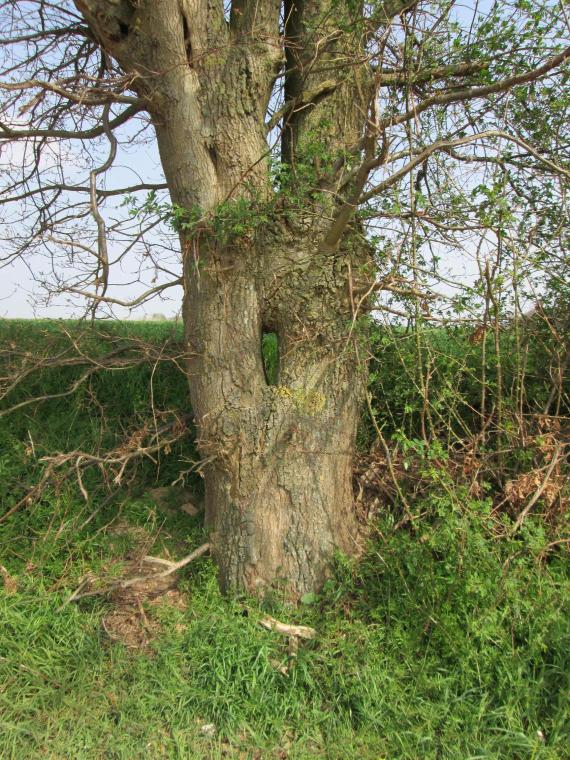 Chêne isolé - route de Mazy - 11-4-14 (2)