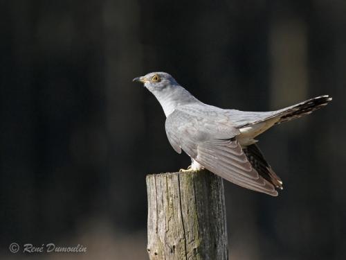 Coucou - René Dumoulin