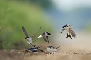 csalin_hirondelle-fenetre7