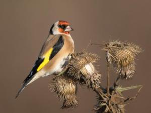 le chardonneret - Jo de Pauw
