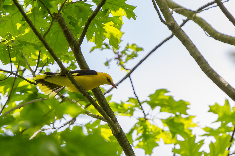 Le Loriot - Wim Deloddere