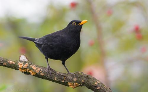 merle noir - Ben Steeman