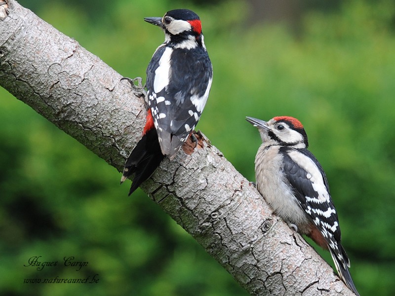 Pic épeiche - Hugues Caryn