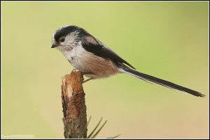 1209100212497267010302562