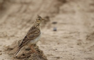 Alouette des champs - Geoffrey Raison