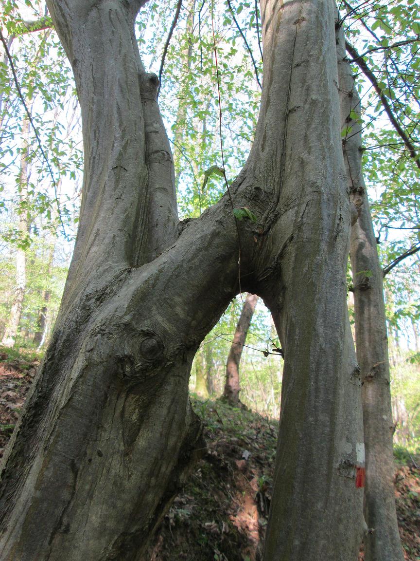 Charme - Profondville - GR126 - 16_4_14