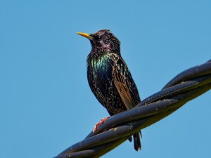 Etourneau sansonnet - Thibaud Caulier