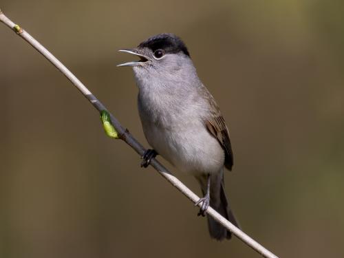 Fauvette à tête noire - Jo de Pauw