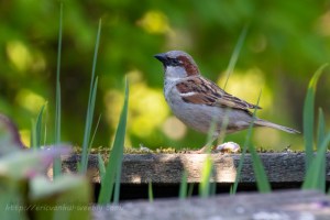 Moineau domestique - Eric Van Hul