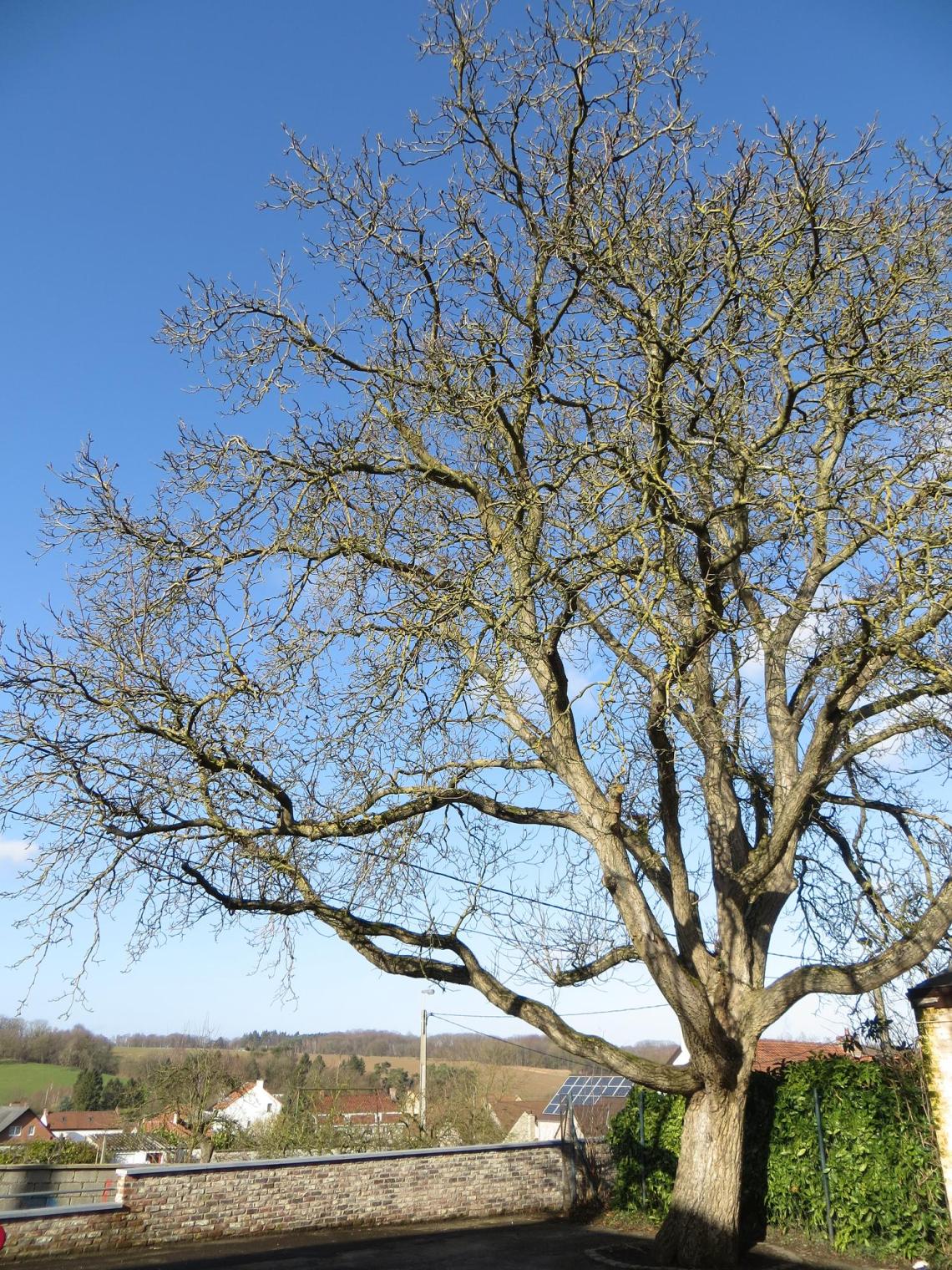 Noyer remarquable - La Roche - salle scaillet - 2-2-14 (5)