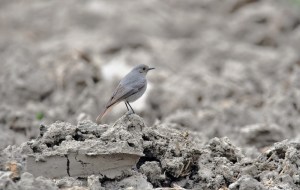 Rougequeue noir - Stéphane Vandenbulcke