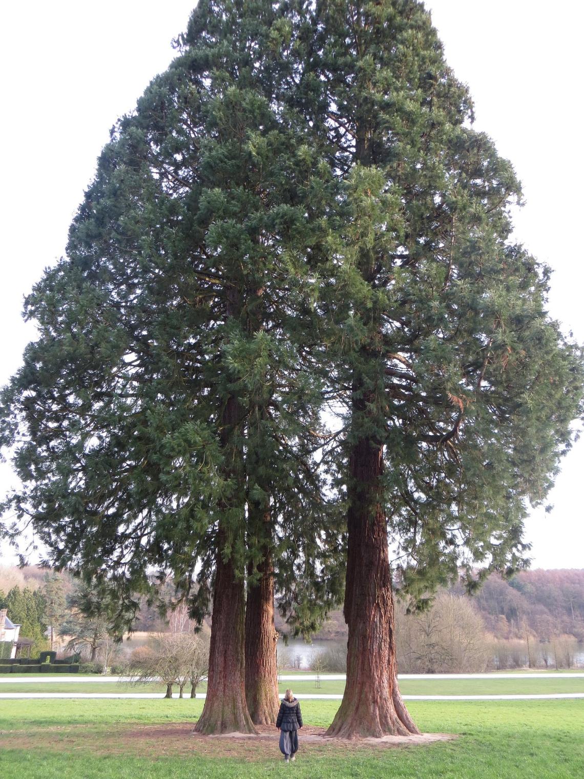 Séquoia - Château de la Hulpe - 24-2-14 (6)