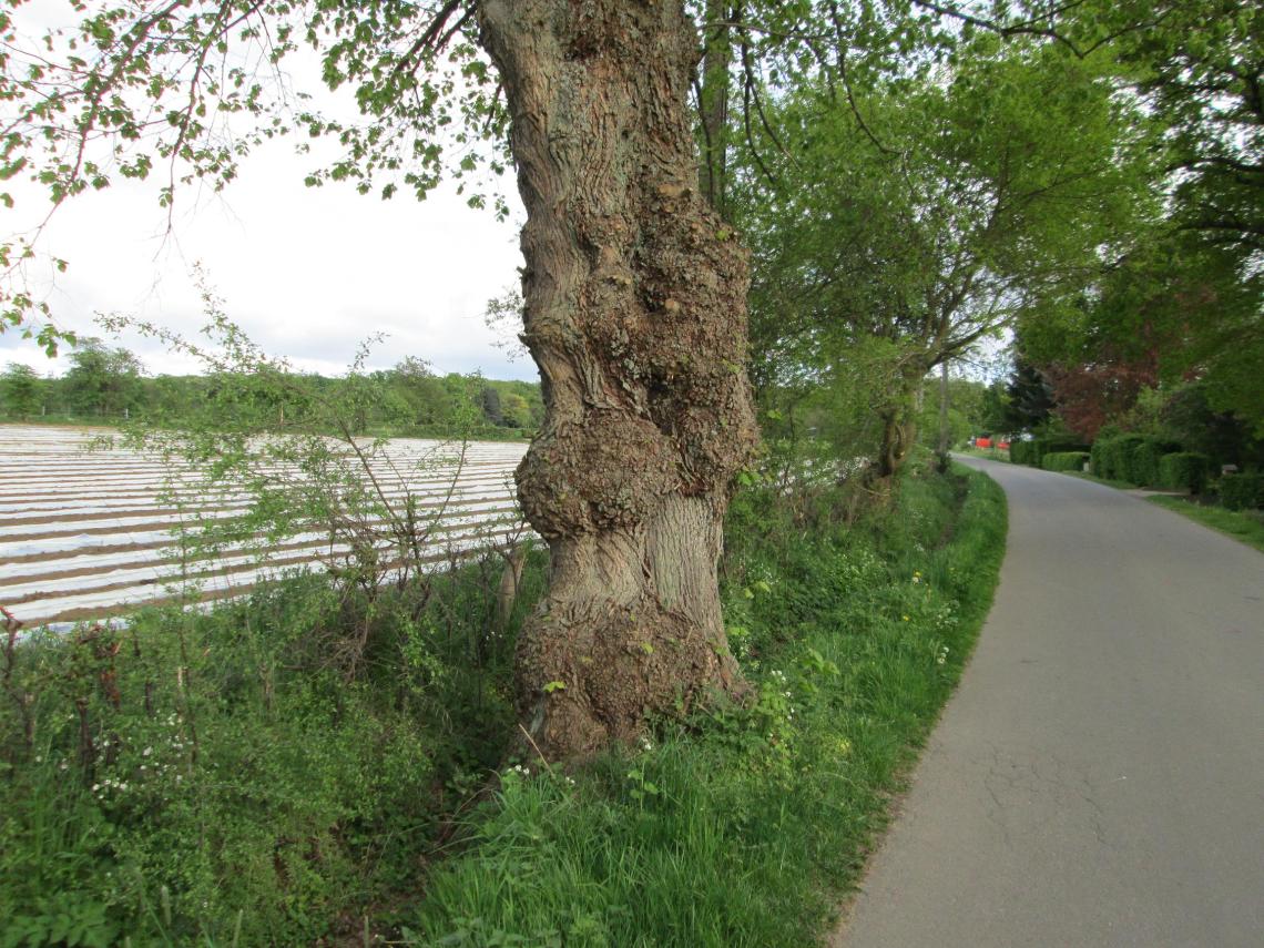 Tilleul - Allée descendant vers Spa - 27avril 2014 (3)