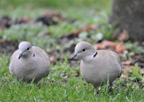 Tourterelles turques - Pascal Deruyver