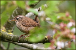 Troglodyte mignon - Christophe Verriest