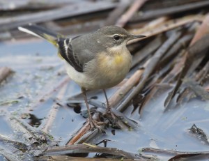 Bergeronnette des ruisseaux - Johan Seys