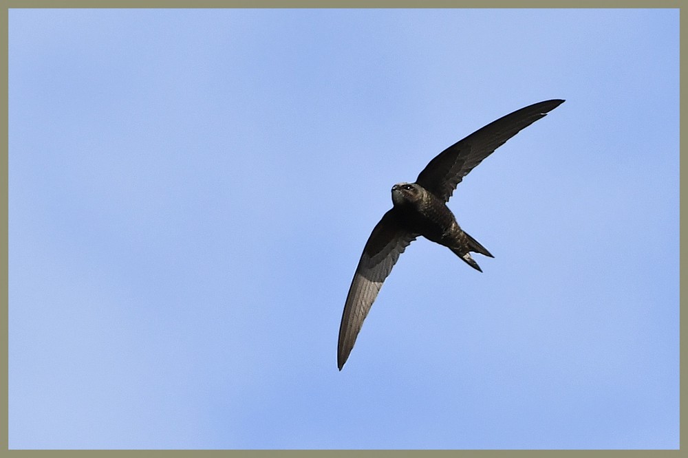 Martinet noir - Christophe Verriest